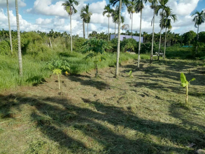 屏東市農地~1000平方公尺~休閒養生農保