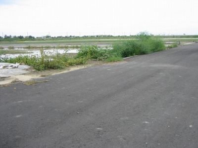 佳里蚶寮段田地