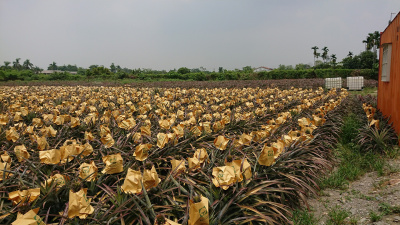 大同農場農地