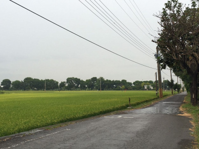 萬丹河堤公園水仙農地