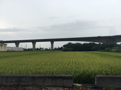 萬丹河堤公園水仙農地