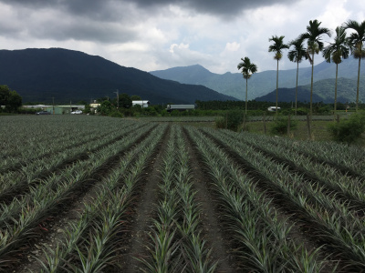 高樹山景美農地