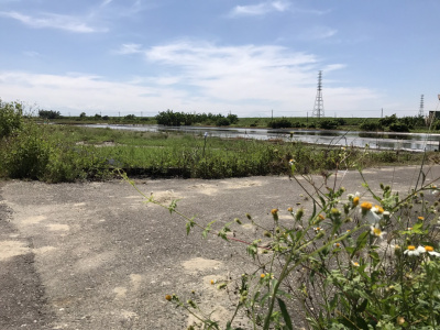 七股槺榔段田地