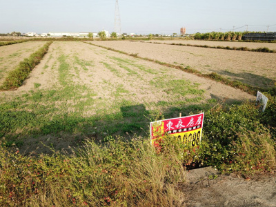 大灣休閒公園旁田地