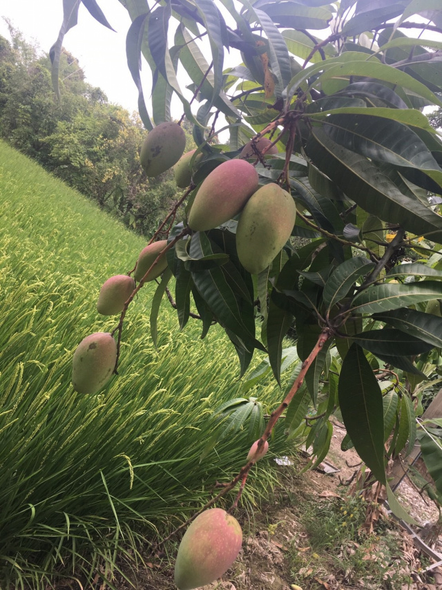 台南市後壁區南海農地