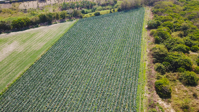 善化胡厝寮6.8分農地