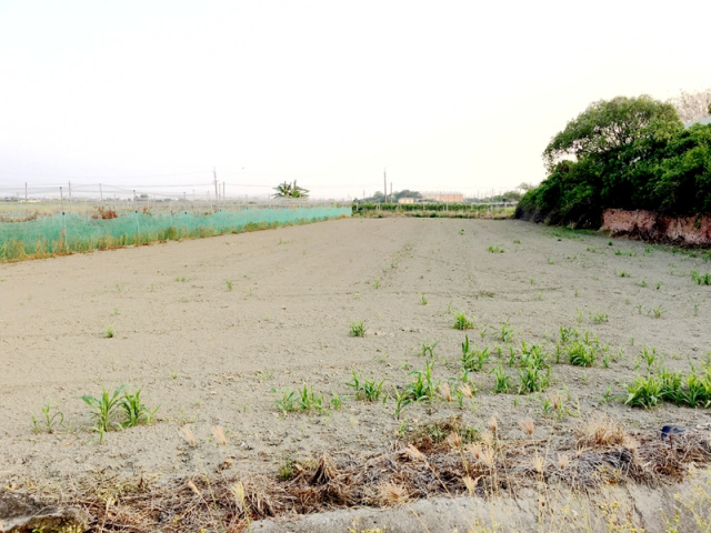 佳里成功路都計內農地