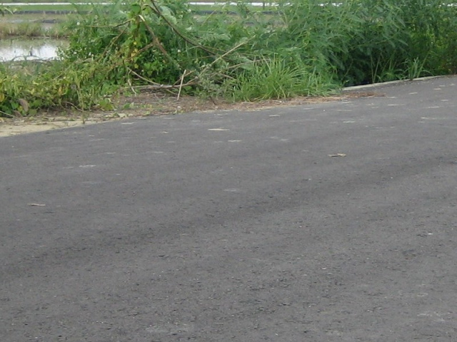 佳里蚶寮段田地