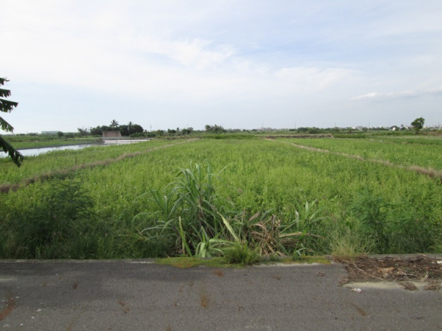 佳里蚶寮段田地