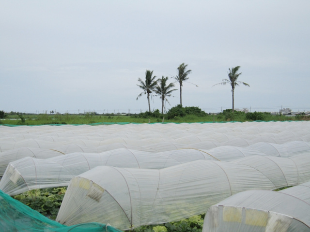 佳里廣安段田地