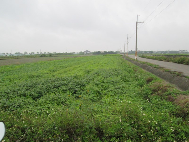 將軍漚汪中甲小段田地