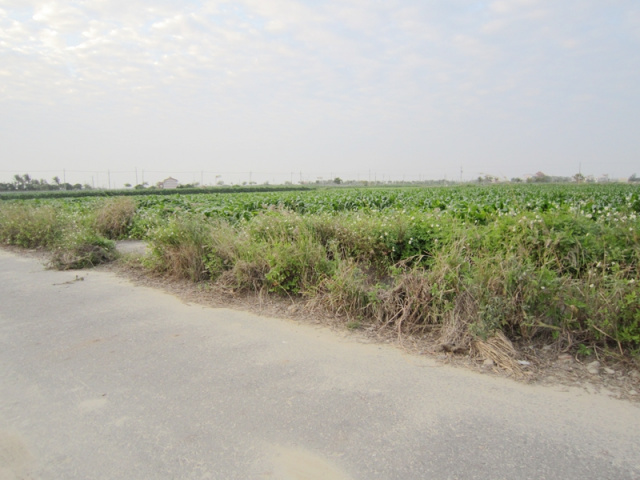 將軍一小段田地