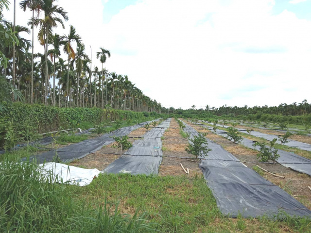 長治交流道馬場農地