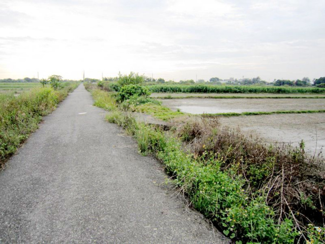 七股竹橋段田地