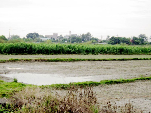 七股竹橋段田地