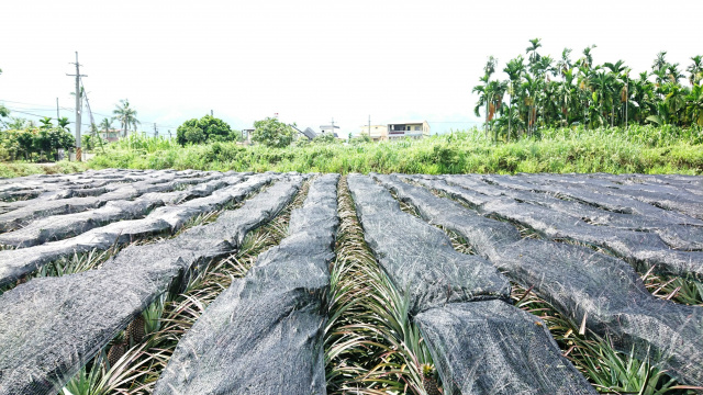 內埔隘寮水溪農地