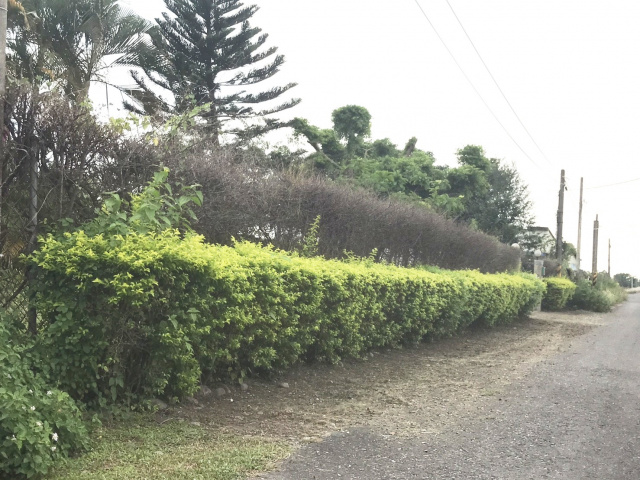 鳥語花香合法農舍農地