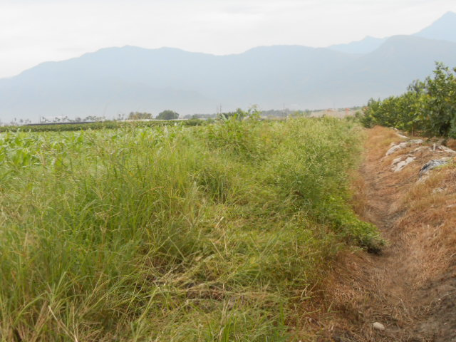 高樹藍藻農地