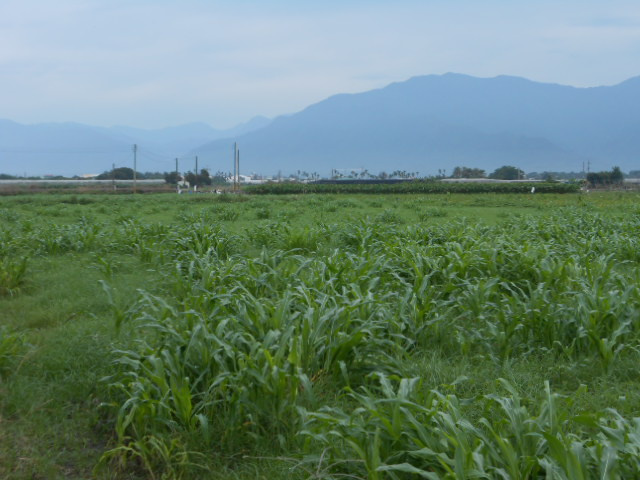 高樹藍藻農地