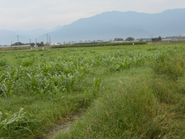 高樹藍藻農地