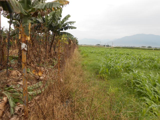 高樹藍藻農地