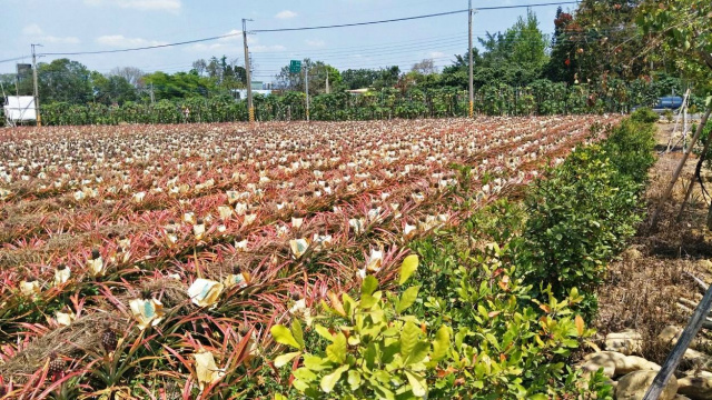 高樹大路觀10米路農地