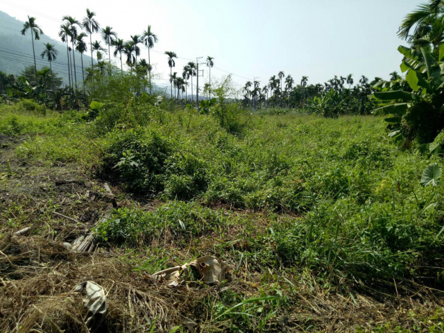 高樹舊寮農地