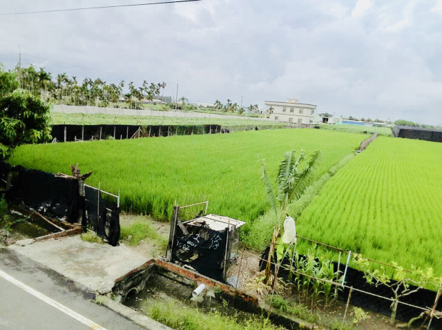 屏東市綠油油農地