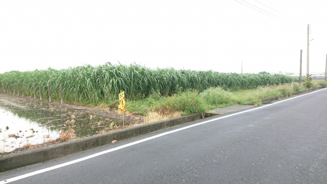 屏市大成合法農地