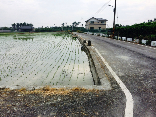 海豐水稻田淨園農地