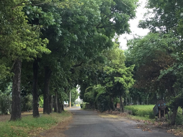 萬丹河堤公園水仙農地