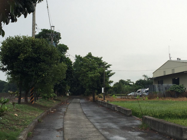 萬丹河堤公園水仙農地