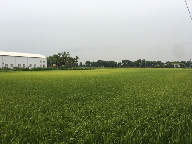 萬丹河堤公園水仙農地