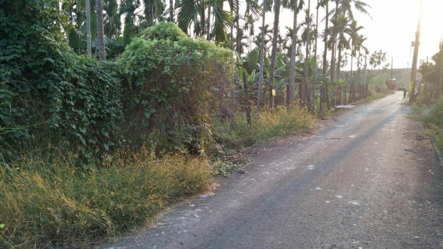 竹田大學路旁前後路農地