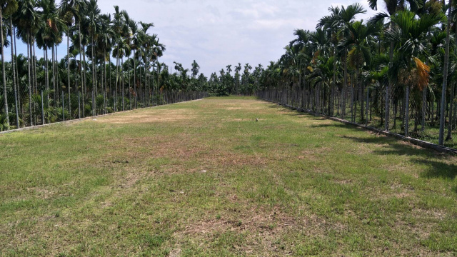 竹田永豐免填土農地