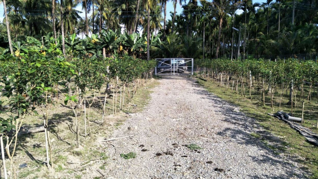 長治桂花園農地