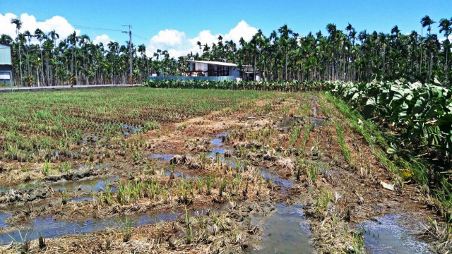 崁頂8米路大面寬農地