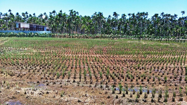 崁頂8米路大面寬農地