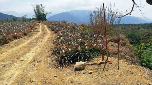 高樹大路觀10米路農地