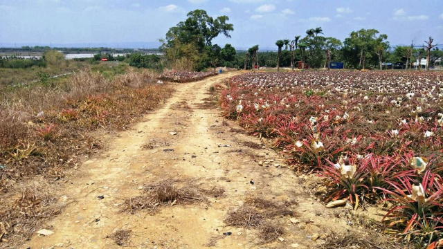 高樹大路觀10米路農地