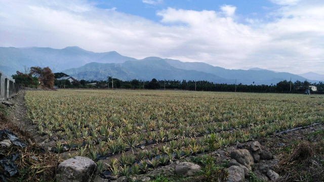 新埤沿山景美方正農地