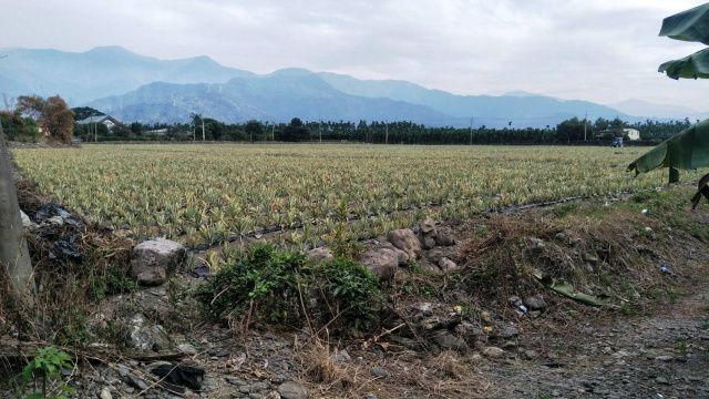 新埤沿山景美方正農地