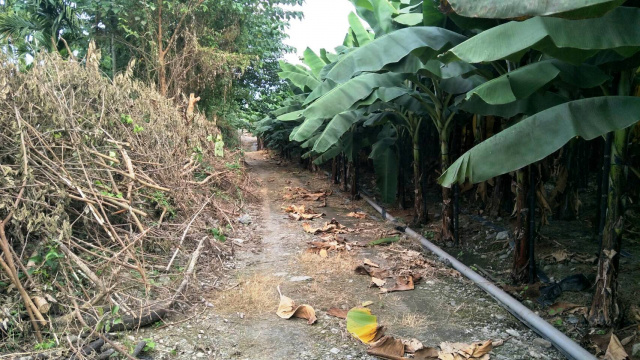 新埤沿山景美方正農地