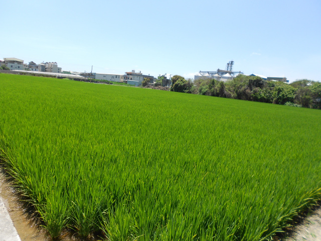 萬丹雙面路農地