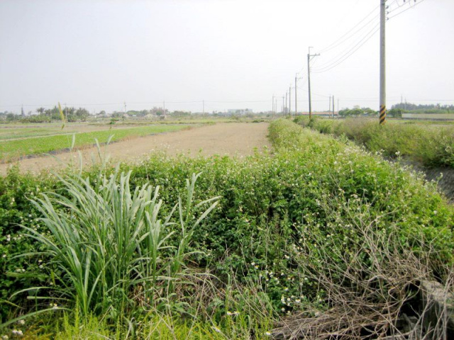 將軍漚汪西甲小段田地