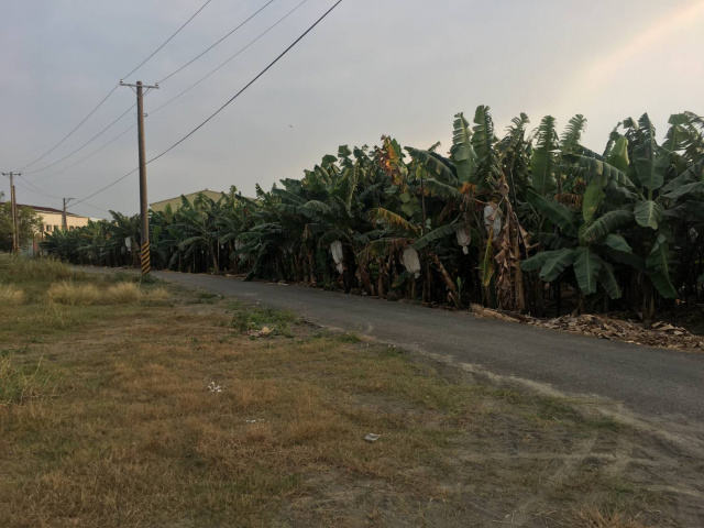 新園180米大面寬農地