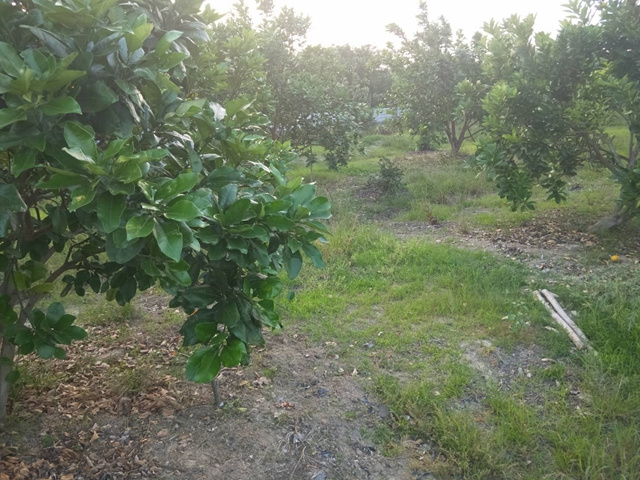 下營路草好柚子園農地