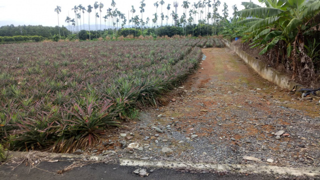 高樹國中小旁農地