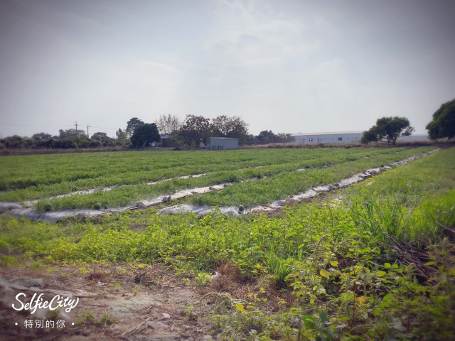 台南市新化虎頭埤旁增值農地