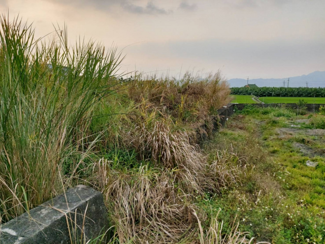 美濃龍肚鄉村田園水農地